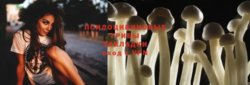 где можно купить наркотик  Остров  Псилоцибиновые грибы Psilocybe 